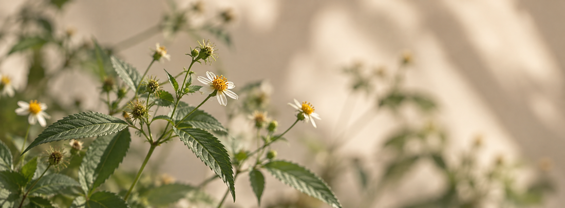 Romerillo, or Bidens pilosa, the wild plant behind a plant-based retinol alternative.
