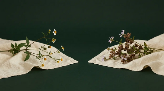 Two Plants, One Ritual: Why Qrema Uses Bakuchiol and Romerillo
